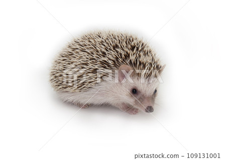 Little cute hedgehog on white background. 109131001