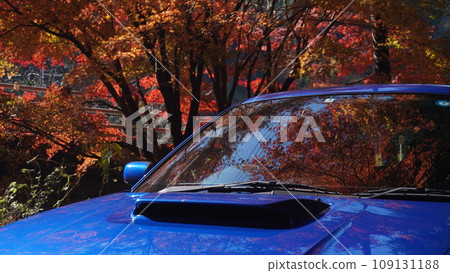 Autumn leaves reflected in the windshield Autumn leaves reflected in the windshield 109131188