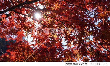 Snow leaves of autumn leaves 109131189