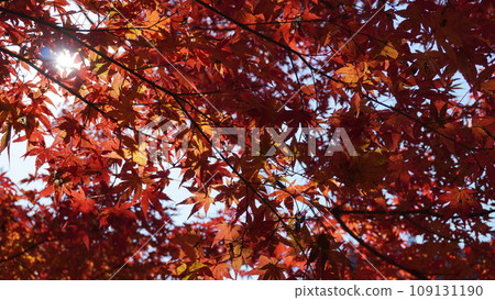 Snow leaves of autumn leaves 109131190
