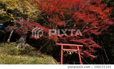 鳥居和秋葉 鳥居和秋葉 109131191