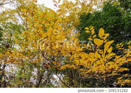 Leaves that turned yellow 109131282
