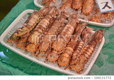 北海道魚市排隊的螳螂蝦 109131772