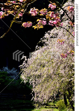 Saimyoji Historical Park where you can see cherry blossoms in full bloom (blissful spring time) 109131807