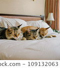 Three cats sleeping in a hotel room 109132063