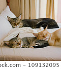 three cats sleeping on the bed 109132095