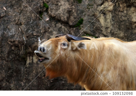 羚羊張開嘴的側面 109132098