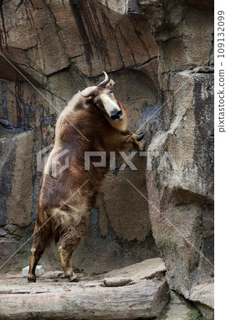 Tarkin steps on a rock and looks back Tarkin steps on a rock and looks back 109132099