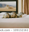 Four Richardson's ground squirrels on alert 109132161