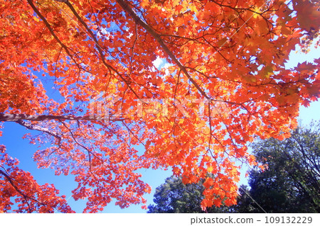 藍天和秋葉 藍天和秋葉 109132229