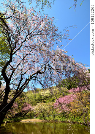 櫻花盛開的西明寺歷史公園（春意盎然） 109132263