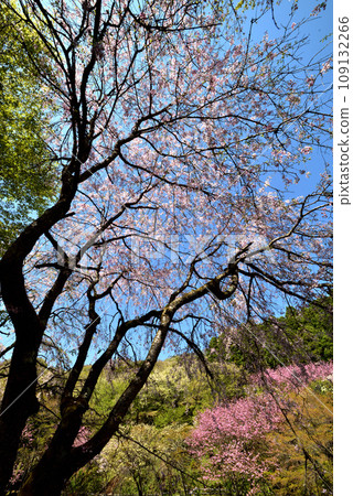 櫻花盛開的西明寺歷史公園（春意盎然） 109132266
