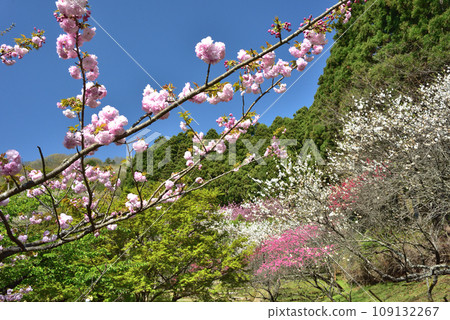 櫻花盛開的西明寺歷史公園(春意盎然) 櫻花盛開的西明寺歷史公園(春意盎然) 109132267