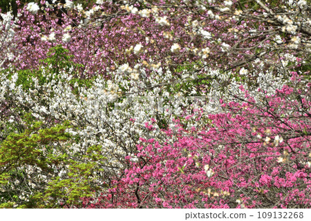 櫻花盛開的西明寺歷史公園(春意盎然) 櫻花盛開的西明寺歷史公園(春意盎然) 109132268
