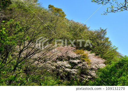 櫻花盛開的西明寺歷史公園(春意盎然) 櫻花盛開的西明寺歷史公園(春意盎然) 109132270