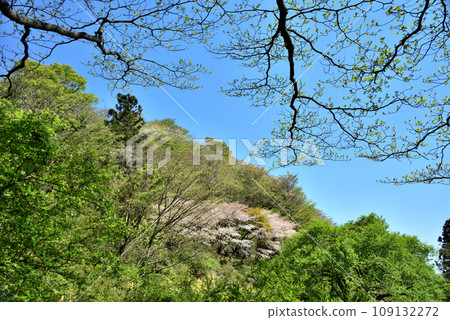 櫻花盛開的西明寺歷史公園(春意盎然) 櫻花盛開的西明寺歷史公園(春意盎然) 109132272