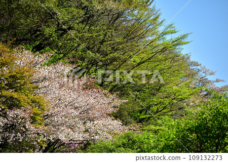 Saimyoji Historical Park where you can see cherry blossoms in full bloom (blissful spring time) 109132273