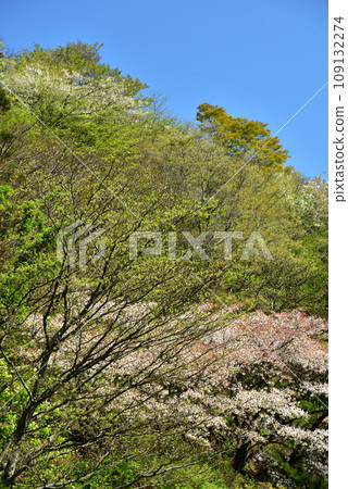 Saimyoji Historical Park where you can see cherry blossoms in full bloom (blissful spring time) 109132274