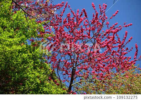 櫻花盛開的西明寺歷史公園(春意盎然) 櫻花盛開的西明寺歷史公園(春意盎然) 109132275