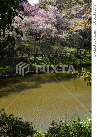 櫻花盛開的西明寺歷史公園(春意盎然) 櫻花盛開的西明寺歷史公園(春意盎然) 109132278