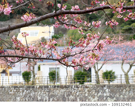 Scenery with small birds and Kawazu cherry blossoms 109132461