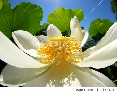 blue sky and white lotus flower 109132483