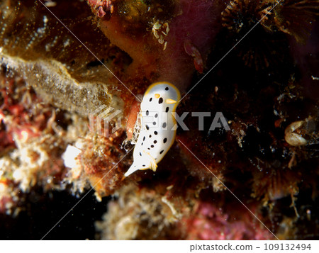 wild white slug wild white slug 109132494