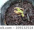 發芽的苦瓜 109132514