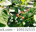 藍莓種植無農藥 109132515