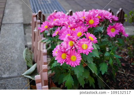 散步時經過的小路旁的花壇盛開著粉紅色的花朵。紅胸百合 散步時經過的小路旁的花壇盛開著粉紅色的花朵。紅胸百合 109132517