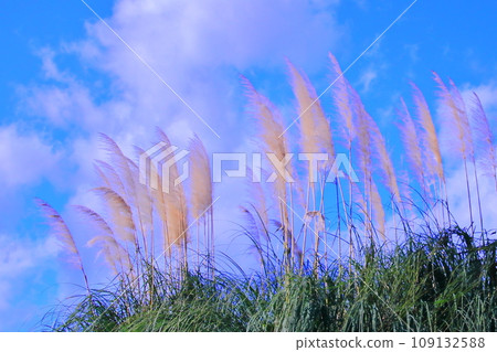 Pampas grass on a hill waving in the wind Pampas grass on a hill waving in the wind 109132588