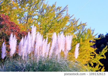 Blue sky, autumn leaves, and pampas grass Blue sky, autumn leaves, and pampas grass 109132613