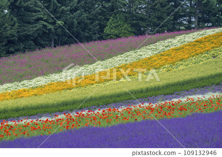 Colorful flower garden on vast grounds 109132946