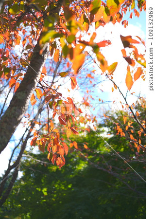 Sakura's autumn leaves 109132969