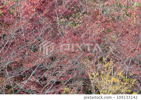 My heart is captivated by the red color in the distance My heart is captivated by the red color in the distance 109133142