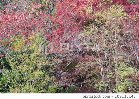 My heart is captivated by the red color in the distance 109133143
