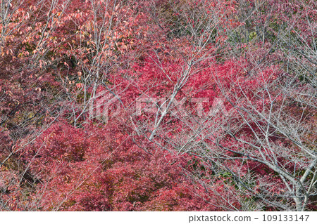 My heart is captivated by the red color in the distance 109133147