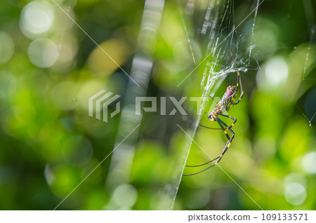 Nephila spider 109133571