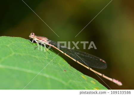 A dragonfly resting on a tree leaf (wintering generation, female, natural light, strobe, macro lens close-up) 109133586