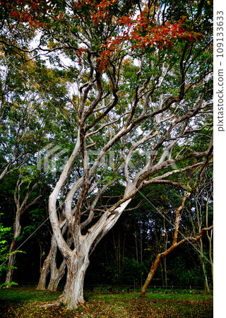 深代植物公園 大條紋紫薇樹 109133633