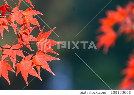 Fiery red maple leaves 109133668