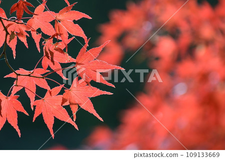 Fiery red maple leaves Fiery red maple leaves 109133669