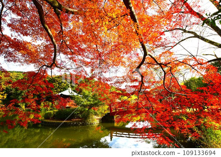 火紅的楓葉 火紅的楓葉 109133694
