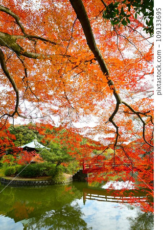 火紅的楓葉 火紅的楓葉 109133695