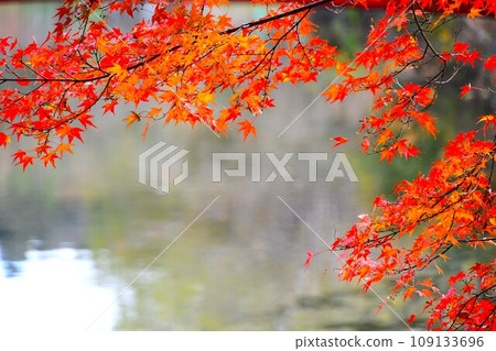 火紅的楓葉 火紅的楓葉 109133696