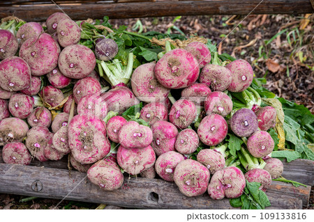 飛騨高山產的土生蔬菜－紅蘿蔔 109133816