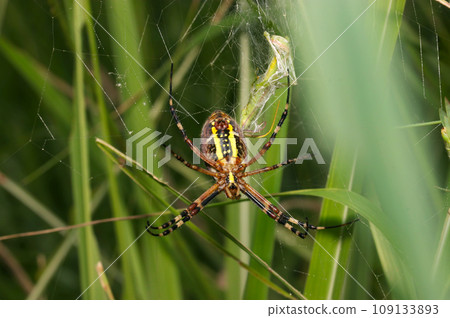 A female Long-tailed spider wraps her prey in a cage, photographed from the ventral side (using a macro lens, natural light, close-up photo) 109133893