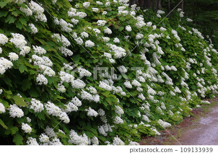 Maikawaharasawa, Ichinoseki City, Iwate Prefecture, Michinoku Hydrangea Garden, a famous spot for hydrangeas, a wall of Kashiwaba hydrangeas along the walking path Maikawaharasawa, Ichinoseki City, Iwate Prefecture, Michinoku Hydrangea Garden, a famous spot for hydrangeas, a wall of Kashiwaba hydrangeas along the walking path 109133939