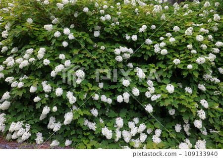 Maikawaharasawa, Ichinoseki City, Iwate Prefecture, Michinoku Hydrangea Garden, a famous spot for hydrangeas, a wall of Kashiwaba hydrangeas along the walking path Maikawaharasawa, Ichinoseki City, Iwate Prefecture, Michinoku Hydrangea Garden, a famous spot for hydrangeas, a wall of Kashiwaba hydrangeas along the walking path 109133940