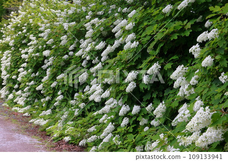 Maikawaharasawa, Ichinoseki City, Iwate Prefecture, Michinoku Hydrangea Garden, a famous spot for hydrangeas, a wall of Kashiwaba hydrangeas along the walking path Maikawaharasawa, Ichinoseki City, Iwate Prefecture, Michinoku Hydrangea Garden, a famous spot for hydrangeas, a wall of Kashiwaba hydrangeas along the walking path 109133941